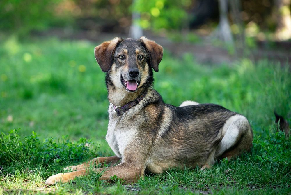 Віддам в добрі руки лагідного собаку Тетріса.
