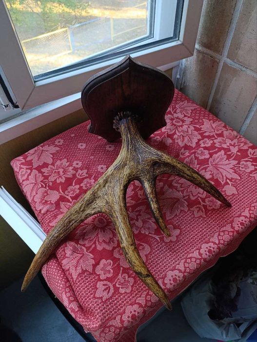 Рога Оленя  північного оленя