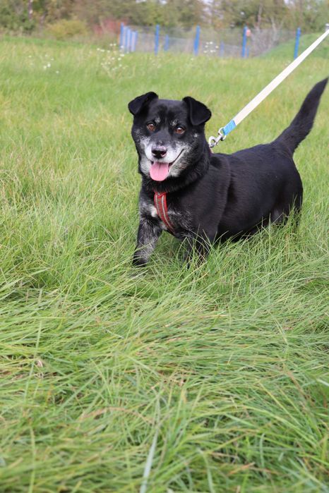 Kluseczek starszy ale jary  szuka domku