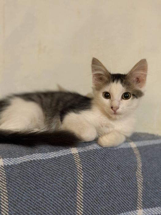 Котята в добрые руки !