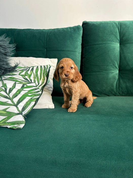 Cocker Spaniel Angielski