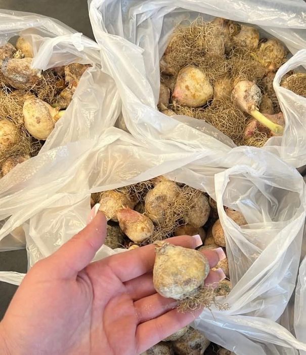 Луковицы тюльпанов