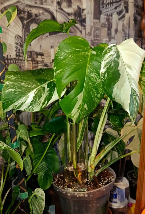 Монстера Альба/ Monstera Albo