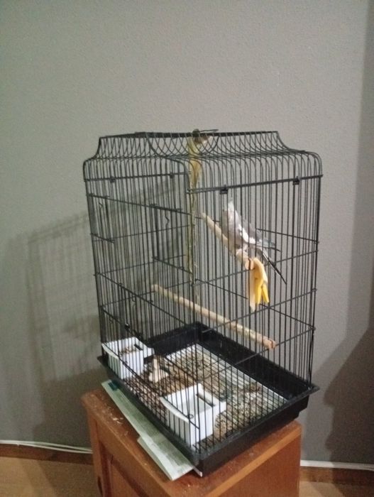 Vendo caturra domésticada