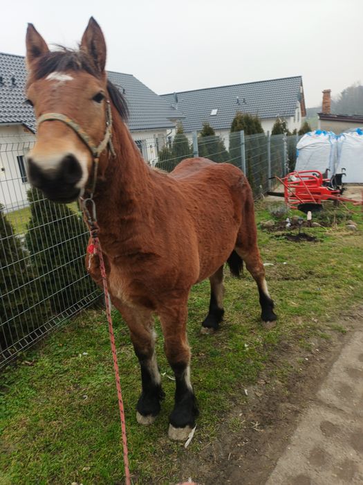 Klaczka zimnokrwista