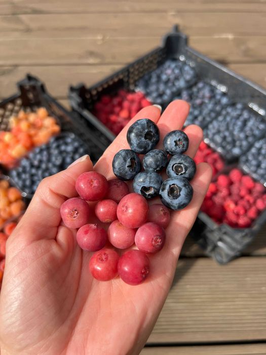 Sadzonki borówki - różowa PINK LEMONADE