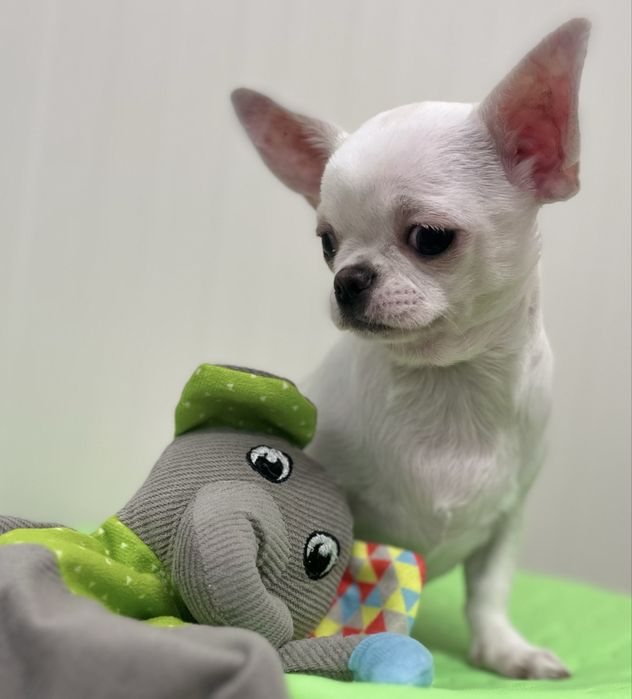 Chihuahua Femea disponivel