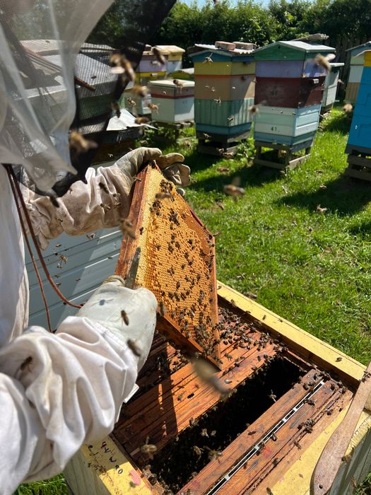 Miód kremowany z Miętą 0,5 kg MyHoney