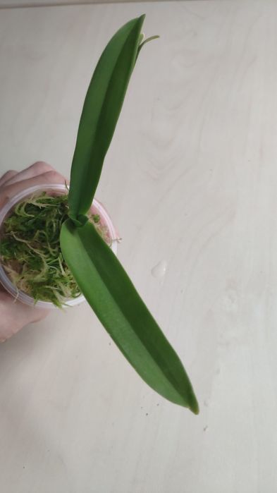 Орхидея Sarcochilus детка