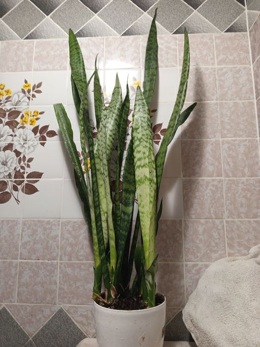 Сансевієрія/сансев'єрія/тещин язик