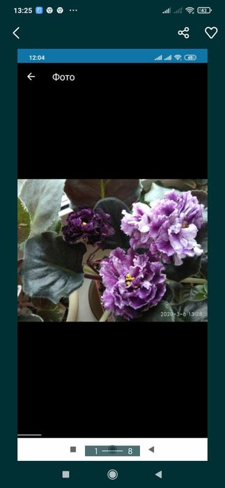 Фиалки сортовые (fialki)