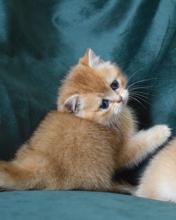 Золота шиншила. Золотая шиншилла. Кошенята. Британские котята