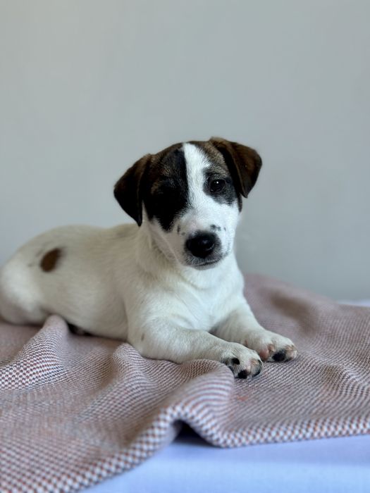 Хлопчик Джек Рассел КСУ /.701