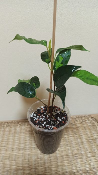 Продам черенок фикуса Бенджамина Денилайт