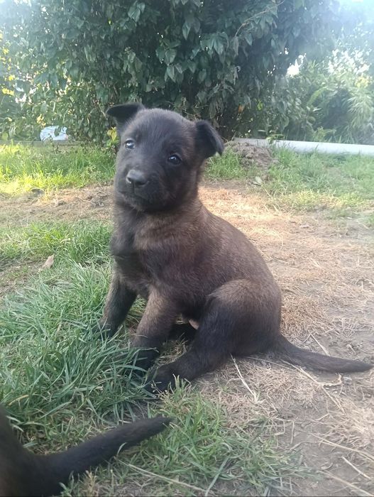 Owczarek belgijski malinois