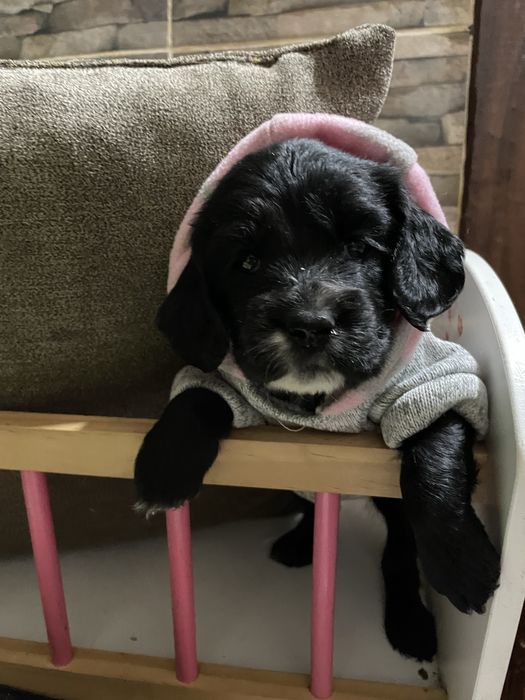 Малиши англиского кокер спанера з паспортом