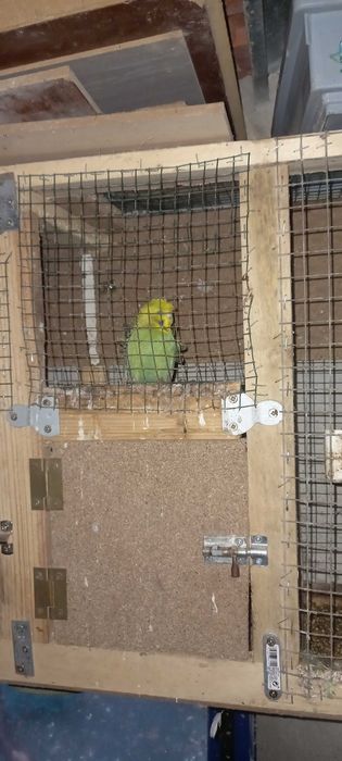 Periquitos para venda