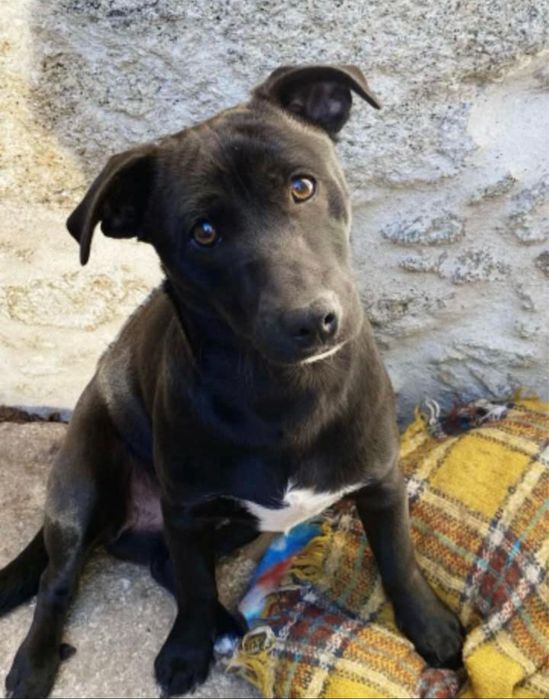 Cãozinho para adoção