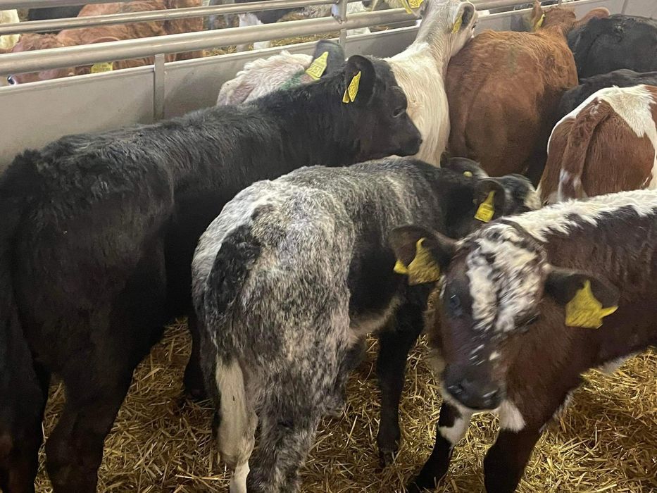 Cielaki odsadki byczki jałoweczki