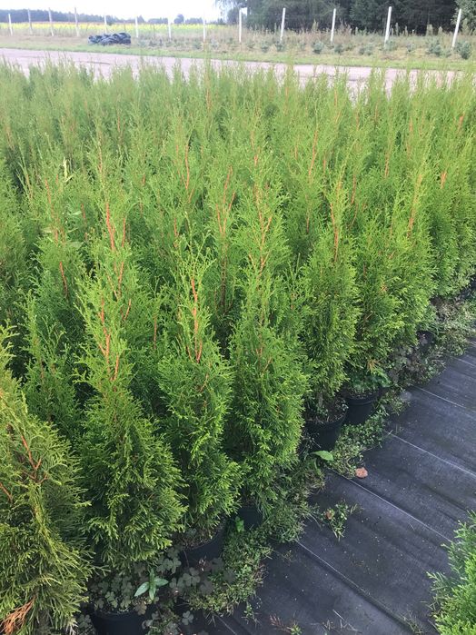 Thuja Smaragd, Tuja Szmaragd