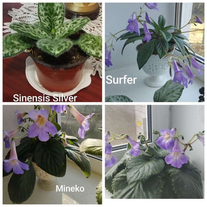 Примуліна хірита