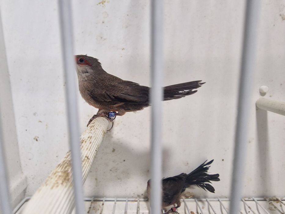 Bicos de Lacre anilhados