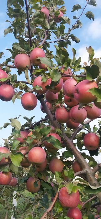 Продам добротний будинок