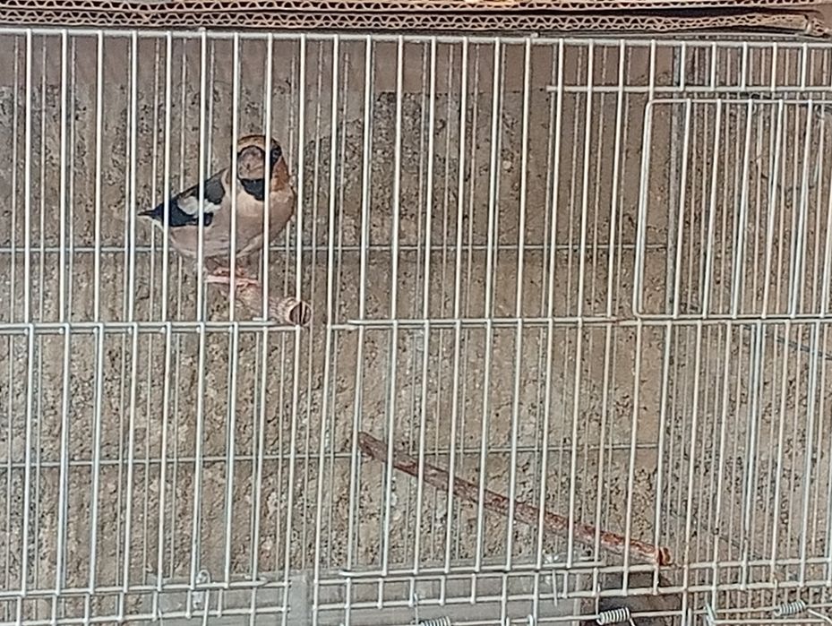 Canário macho  adulto