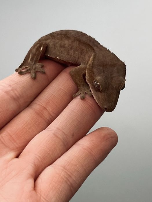 Gekon orzęsiony red wyprawka transport terrarium