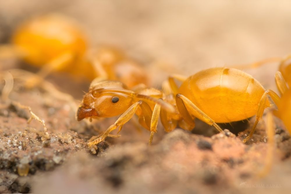 Lasius flavus цікаві місцеві мурахи, интересные местные муравьи