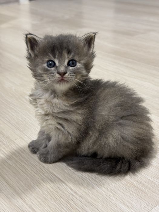 кошенята Мейнкун
