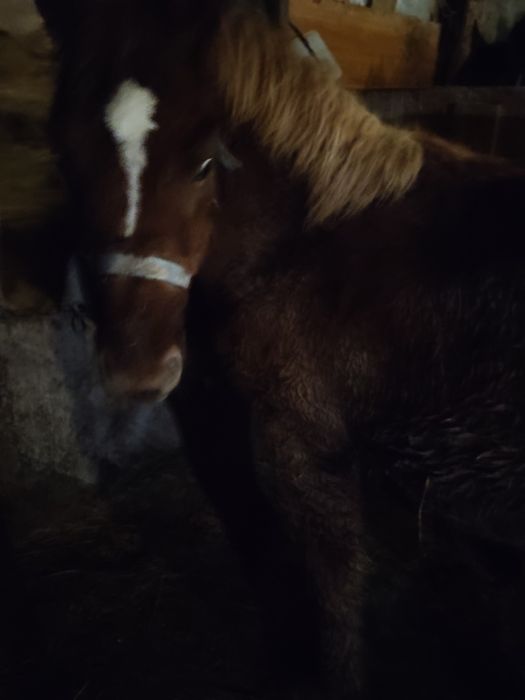 Sprzedam ogierka zimnokrwistego