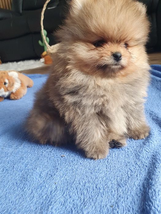 Szpic miniaturowy pomeranian/Miodowy mis