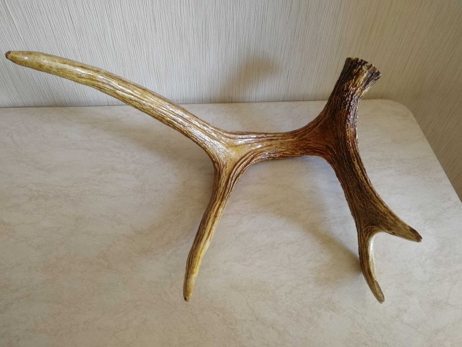 Рога Оленя для интерьера