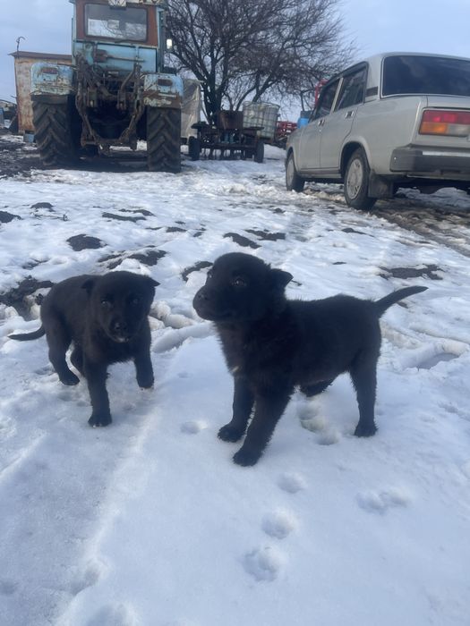 Бесплатно щенка цуценя собаку