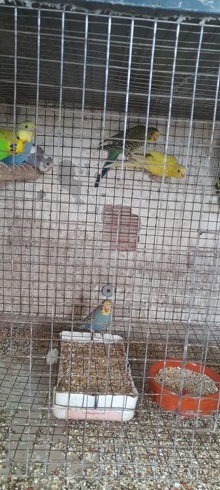 Piriquitos para ceder