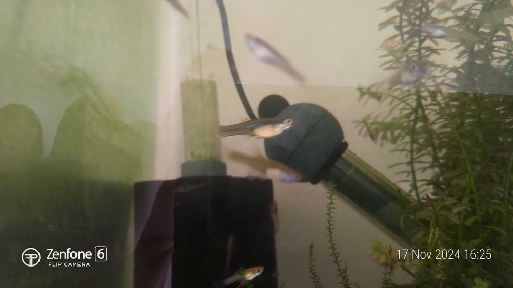 Endlers azuis japoneses