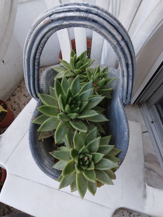 Vendo vaso decorativo