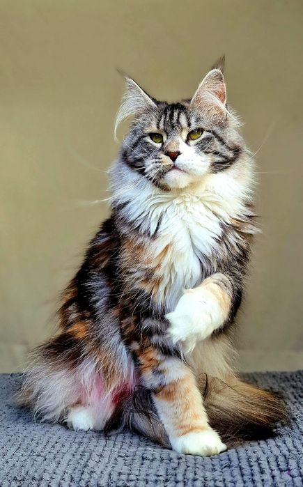 Maine coon, piękna kotka pohodowlana