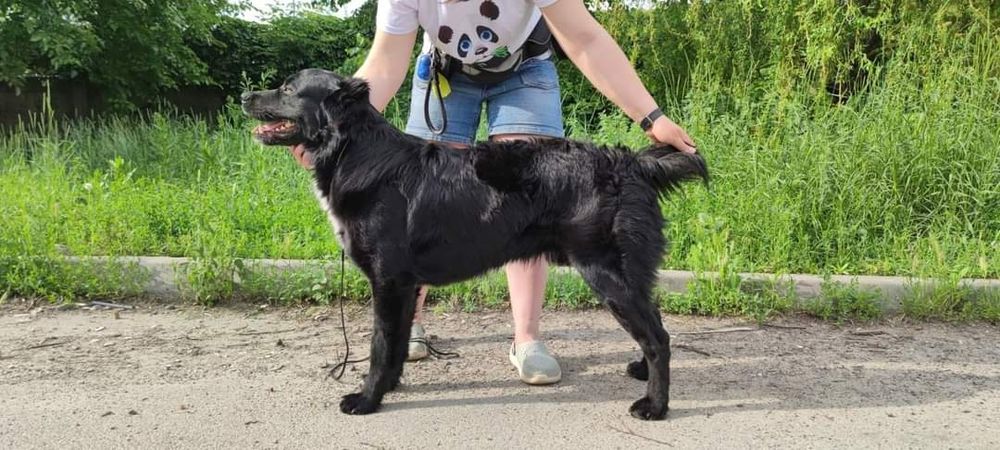 Кинолог дрессировка собак