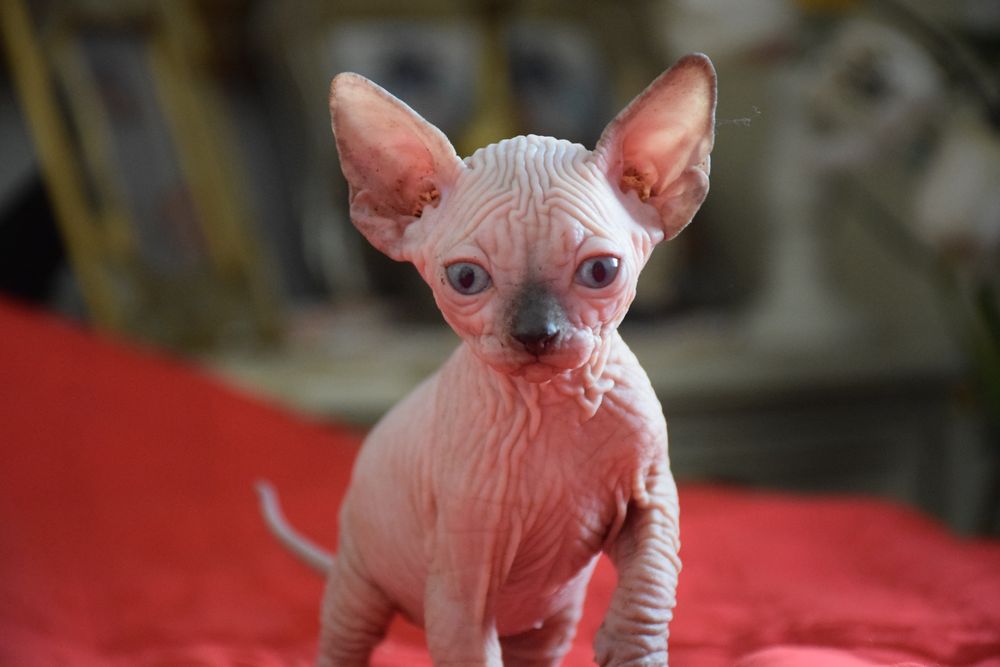 Lyborius Legacy - Canadian Sphynx