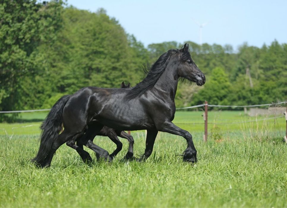 Klacz fryzyjska fryz 6 lat źrebna na Lipiec, paszport holenderski