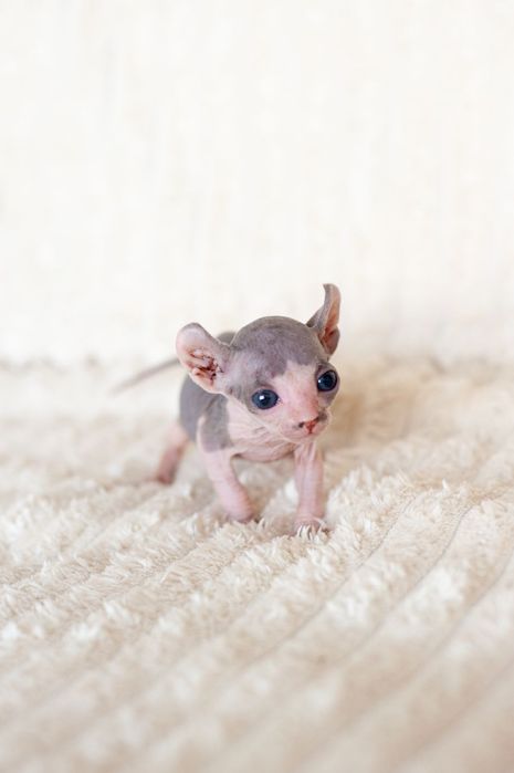 Сфинкс, канадский сфинкс, мальчик(есть девочка) 2мес, самостоятельный, проглистован