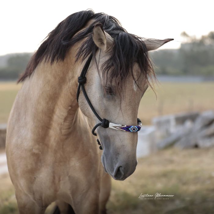 Psl baio 4 anos inteiro