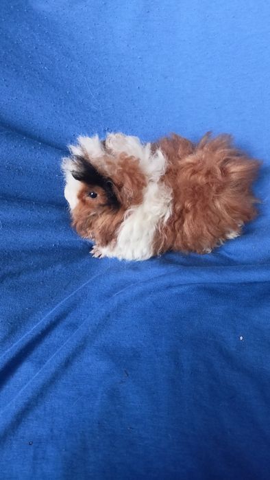 Питомник морские свинки