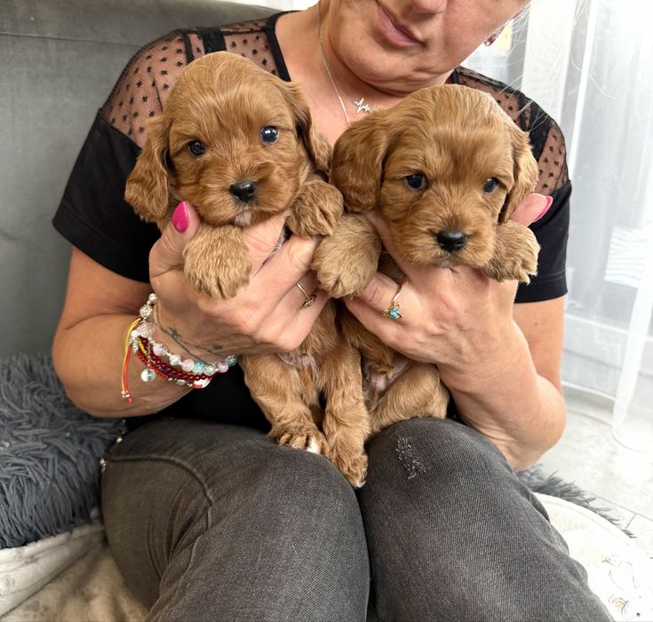 Cavapoo - chlopiec - cavalier & pudel
