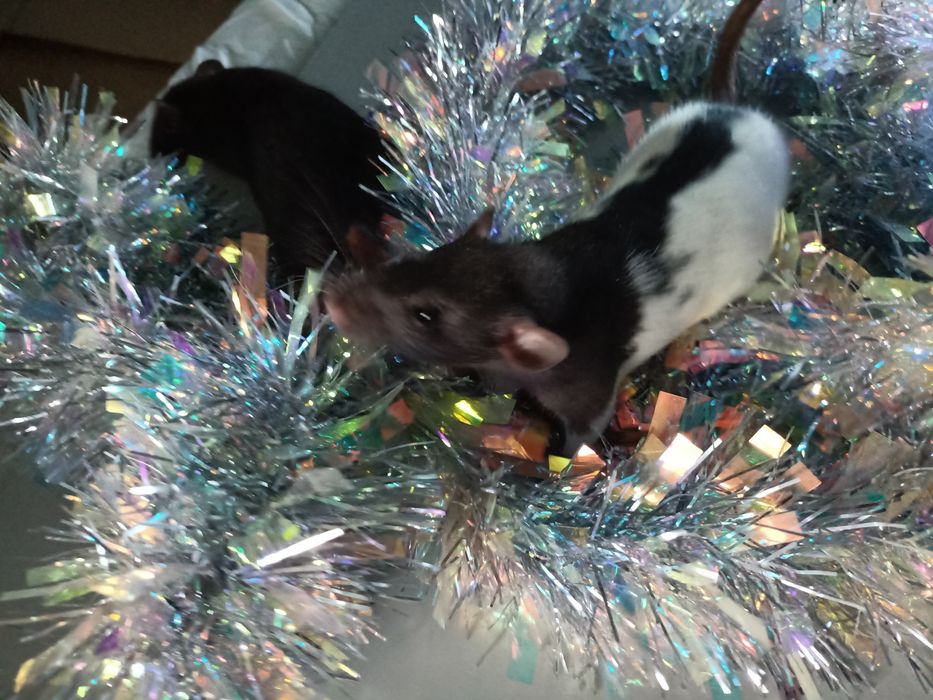 Криски декоративні, щурі