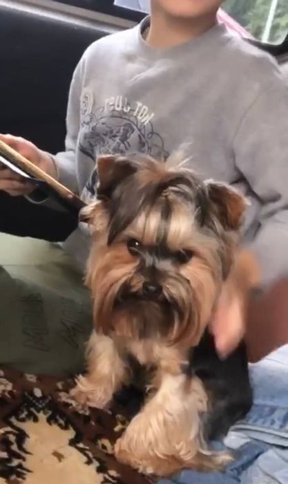 Міні Йорки 2 хлопчика