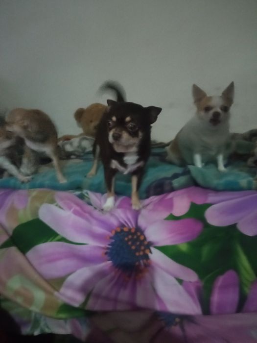 Питомник чихуахуа ,"Bright Star"