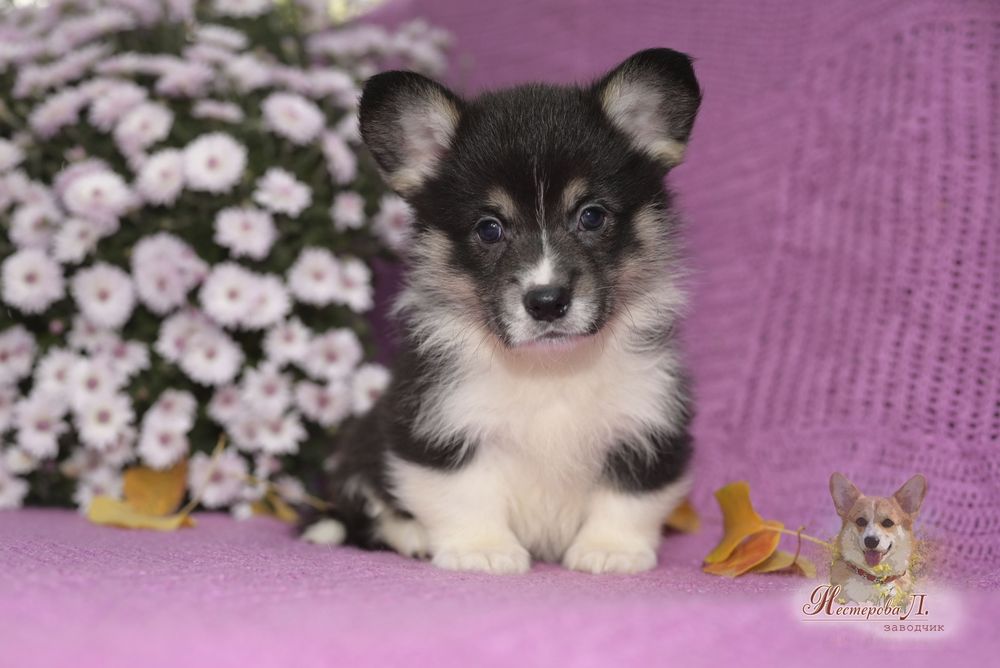 Чорноголовий вельш коргі пемброк з хвостиком.